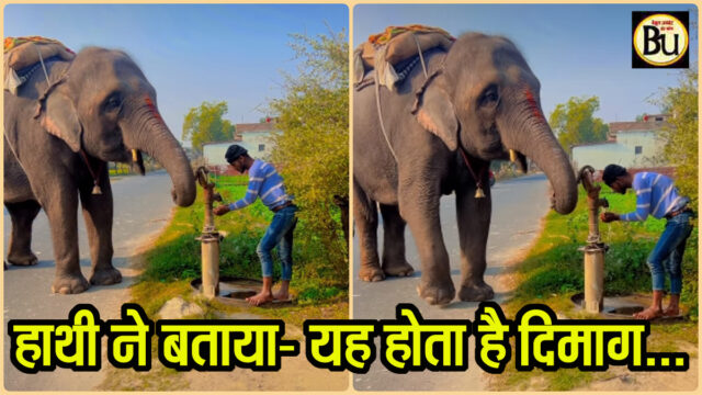 Elephant Viral Video: हाथी ने हैंडपंप चलाकर बुझाई मालिक की प्यास, लोग बोले इसे कहते हैं दिमाग, दिल जीत रहा अंदाज