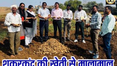 Sweet Potato Farming Profit: चार महीने में ही चमक गई किस्मत, पांढुर्णा के किसान ने शकरकंद से कमा लिए लाखों रुपये