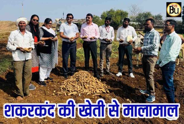 Sweet Potato Farming Profit: चार महीने में ही चमक गई किस्मत, पांढुर्णा के किसान ने शकरकंद से कमा लिए लाखों रुपये
