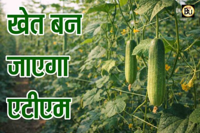 Cucumber Early Farming: फरवरी में शुरू करें खीरे की अगेती खेती, 45 दिन में तैयार फसल से दोगुना होगा मुनाफा
