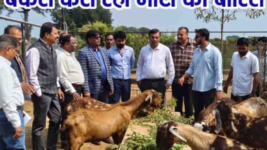 Goat Farming Subsidy Scheme: 50% सरकारी मदद से करोड़ों का बकरी फार्म, छिंदवाड़ा के किसान ने बदली खेती की दिशा