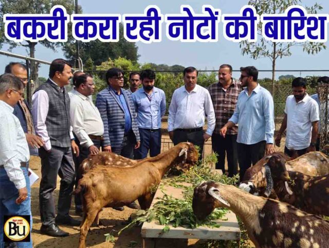 Goat Farming Subsidy Scheme: 50% सरकारी मदद से करोड़ों का बकरी फार्म, छिंदवाड़ा के किसान ने बदली खेती की दिशा