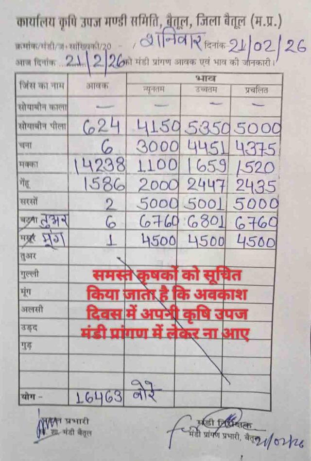 Betul Mandi Bhav 21 February: बैतूल मंडी में मक्का की बंपर आवक, 16463 बोरी उपज पहुंची, जानिए आज के ताजा भाव