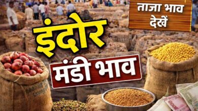 Indore Mandi Bhav: इंदौर मंडी भाव 19 फरवरी: लहसुन 800 से 8000, डॉलर चना 8670 तक, जानें आज के ताजा रेट