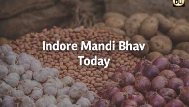 Indore Mandi Bhav Today: इंदौर मंडी भाव 17 फरवरी: 433 टन आवक, लहसुन 9000 रुपये तक पहुंचा