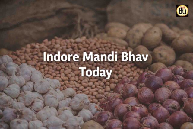 Indore Mandi Bhav Today: इंदौर मंडी भाव 17 फरवरी: 433 टन आवक, लहसुन 9000 रुपये तक पहुंचा