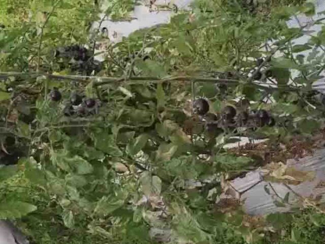 Black Tomato Farming: बैतूल के किसान का अनोखा प्रयोग, खेत में उगा डाला काला टमाटर, कीमत सुनकर उड़ जाएंगे होश