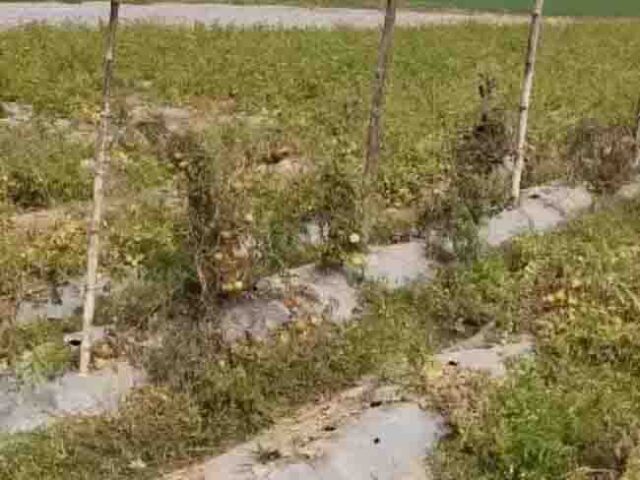Black Tomato Farming: बैतूल के किसान का अनोखा प्रयोग, खेत में उगा डाला काला टमाटर, कीमत सुनकर उड़ जाएंगे होश
