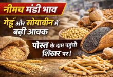 Neemuch Mandi Bhav: नीमच मंडी भाव: पोस्त 51000 के पार, गेहूं और सोयाबीन की अच्छी आवक