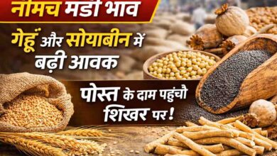 Neemuch Mandi Bhav: नीमच मंडी भाव: पोस्त 51000 के पार, गेहूं और सोयाबीन की अच्छी आवक