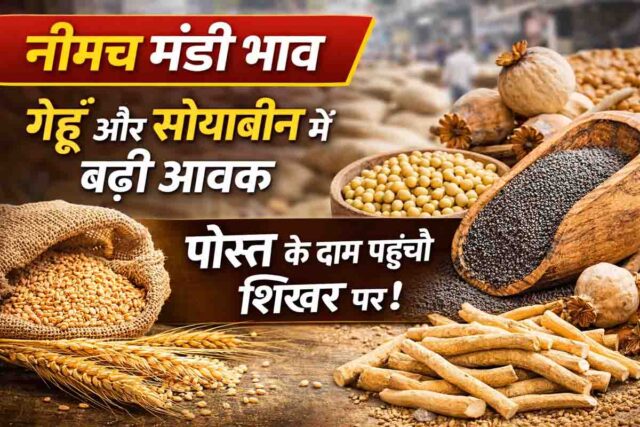 Neemuch Mandi Bhav: नीमच मंडी भाव: पोस्त 51000 के पार, गेहूं और सोयाबीन की अच्छी आवक