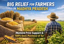 MP Farmers Relief Scheme: किसानों के लिए बड़ी राहत: सरसों को भावांतर, तुअर की 100% खरीदी मंजूर, फसल बीमा में भी बड़ा बदलाव