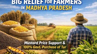MP Farmers Relief Scheme: किसानों के लिए बड़ी राहत: सरसों को भावांतर, तुअर की 100% खरीदी मंजूर, फसल बीमा में भी बड़ा बदलाव