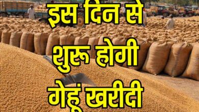 MP Wheat Procurement 2026: एमपी में गेहूं खरीदी की तारीखों का ऐलान, 2625 रुपये प्रति क्विंटल दाम और बोनस, देखें डिटेल