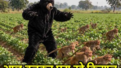 Ajab Gajab News: यहाँ खेतों में भालू बनकर घूम रहे किसान, इसलिए हुए यह कदम उठाने को मजबूर