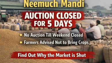 Neemuch Mandi Auction Closed: नीमच की मंडियों में 5 दिन बंद रहेंगी नीलामी, किसानों से उपज नहीं लाने की अपील