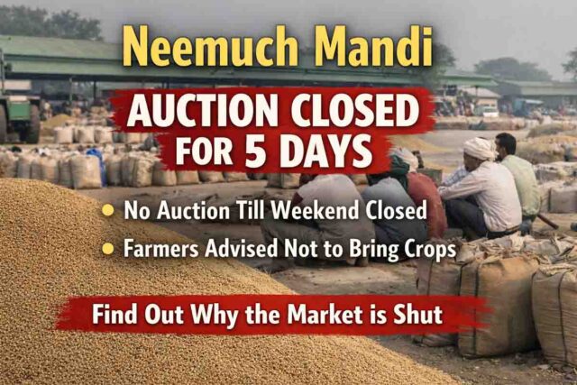 Neemuch Mandi Auction Closed: नीमच की मंडियों में 5 दिन बंद रहेंगी नीलामी, किसानों से उपज नहीं लाने की अपील