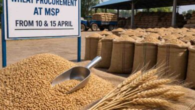 MP Wheat Procurement 2026: एमपी में एमएसपी पर गेहूँ खरीदी के कार्यक्रम में बड़ा बदलाव, अब इन तारीखों से किया जाएगा उपार्जन