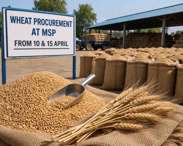 MP Wheat Procurement 2026: एमपी में एमएसपी पर गेहूँ खरीदी के कार्यक्रम में बड़ा बदलाव, अब इन तारीखों से किया जाएगा उपार्जन