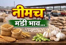 Neemuch mandi bhav: नीमच मंडी भाव 24 मार्च: कलौंजी 16525 तक पहुंची, असगंध और लहसुन में बड़ा उतार-चढ़ाव