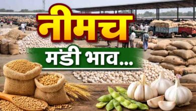 Neemuch mandi bhav: नीमच मंडी भाव 24 मार्च: कलौंजी 16525 तक पहुंची, असगंध और लहसुन में बड़ा उतार-चढ़ाव