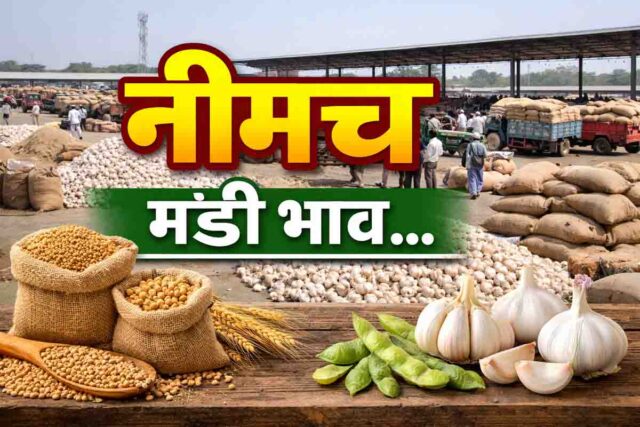 Neemuch mandi bhav: नीमच मंडी भाव 24 मार्च: कलौंजी 16525 तक पहुंची, असगंध और लहसुन में बड़ा उतार-चढ़ाव