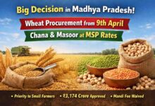 MP Wheat Procurement 2026: एमपी में गेहूं खरीदी पर बड़ा फैसला: अब 9 अप्रैल से होगा उपार्जन, चना-मसूर की भी एमएसपी पर खरीदी