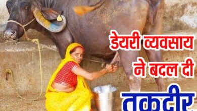 Dairy Business Success Story: डेयरी से बदली किस्मत: सुनीता धांगड़ बनीं लखपति दीदी, हर महीने 40 हजार से ज्यादा कमाई