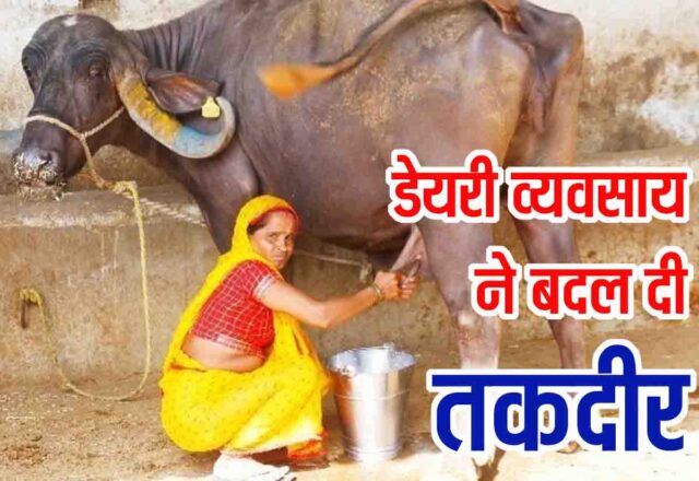 Dairy Business Success Story: डेयरी से बदली किस्मत: सुनीता धांगड़ बनीं लखपति दीदी, हर महीने 40 हजार से ज्यादा कमाई