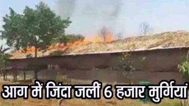 Betul Poultry Farm Fire: बैतूल में भीषण आग से खाक पोल्ट्री फार्म, 6000 मुर्गियां जलीं, 12 लाख का नुकसान