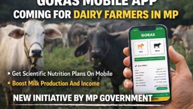 Goras Mobile App: एमपी में लॉन्च होगा ‘गोरस मोबाइल ऐप’, पशुपालकों को मिलेगा वैज्ञानिक आहार और बढ़ेगा दूध उत्पादन