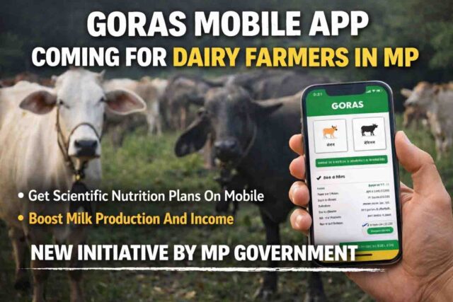 Goras Mobile App: एमपी में लॉन्च होगा ‘गोरस मोबाइल ऐप’, पशुपालकों को मिलेगा वैज्ञानिक आहार और बढ़ेगा दूध उत्पादन