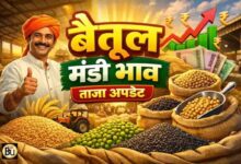 Betul Mandi Bhav: बैतूल मंडी में गेहूं और मक्का की बंपर आवक, सोयाबीन 7051 रुपये तक बिका