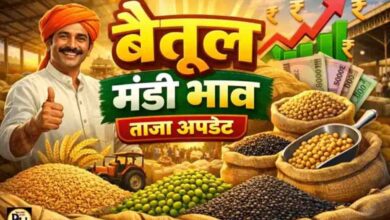Betul Mandi Bhav 10 April: बैतूल मंडी 10 अप्रैल: 22354 बोरी आवक, मक्का सबसे ज्यादा, जानें सभी फसलों के ताजा भाव