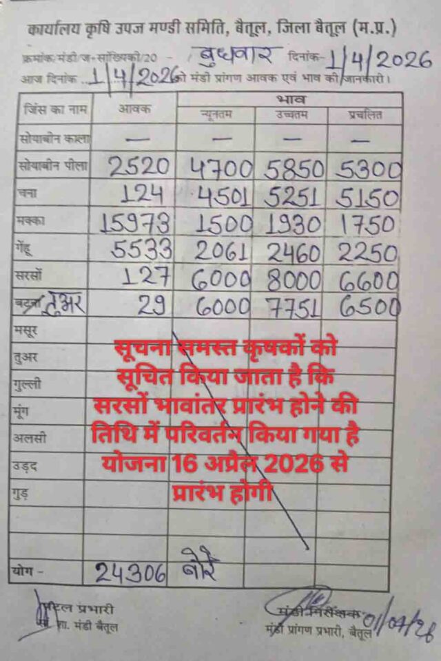 Betul Mandi Bhav 1 April: बैतूल मंडी अपडेट: 24306 बोरी आवक, मक्का सबसे आगे, जानिए 1 अप्रैल के ताजा भाव