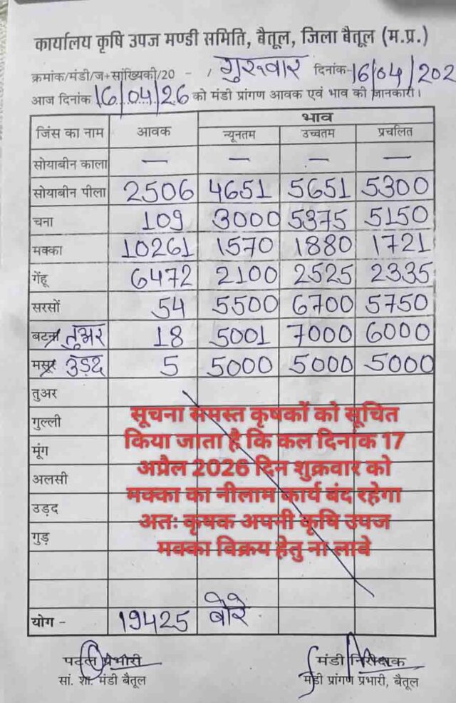 Betul Mandi Bhav 16 April: बैतूल मंडी भाव 16 अप्रैल 2026: 19425 बोरी आवक, मक्का सबसे आगे; शुक्रवार को नहीं होगी मक्का नीलामी