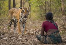 Bandhavgarh Tiger Attack: बांधवगढ़ में बाघ का हमला, महिला की हुई मौत, सीएम डॉ. मोहन यादव ने दी 25 लाख की सहायता