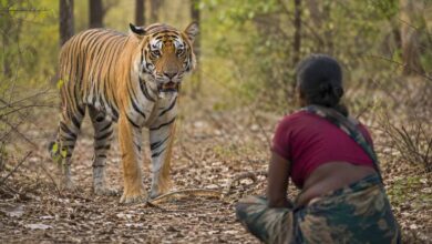 Bandhavgarh Tiger Attack: बांधवगढ़ में बाघ का हमला, महिला की हुई मौत, सीएम डॉ. मोहन यादव ने दी 25 लाख की सहायता