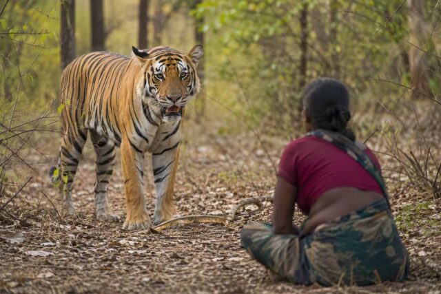 Bandhavgarh Tiger Attack: बांधवगढ़ में बाघ का हमला, महिला की हुई मौत, सीएम डॉ. मोहन यादव ने दी 25 लाख की सहायता