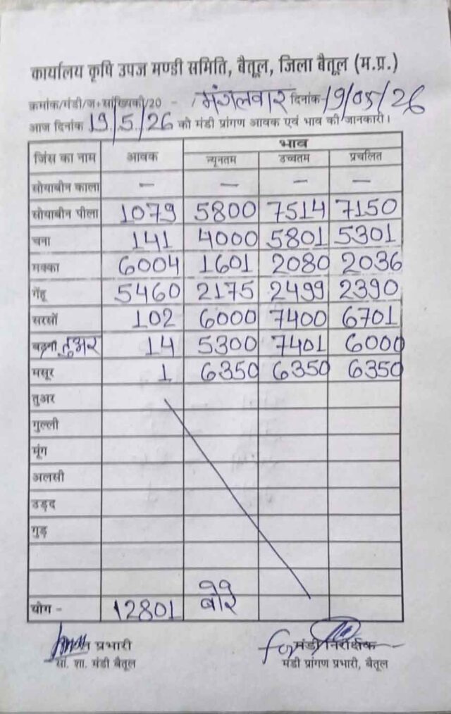 Betul Mandi Bhav 19 May 2026: बैतूल मंडी में मक्का और गेहूं की भारी आवक, सोयाबीन ₹7514 पार, जानें चना और सरसों का भाव