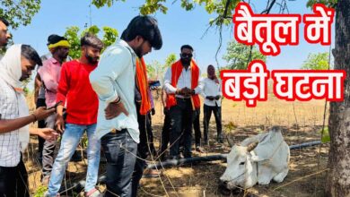Betul Cow Explosion Case: बैतूल के शाहपुर क्षेत्र में दर्दनाक घटना, विस्फोटक खाने से 11 गोवंश घायल, 3 की मौत
