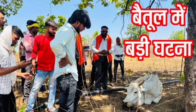 Betul Cow Explosion Case: बैतूल के शाहपुर क्षेत्र में दर्दनाक घटना, विस्फोटक खाने से 11 गोवंश घायल, 3 की मौत