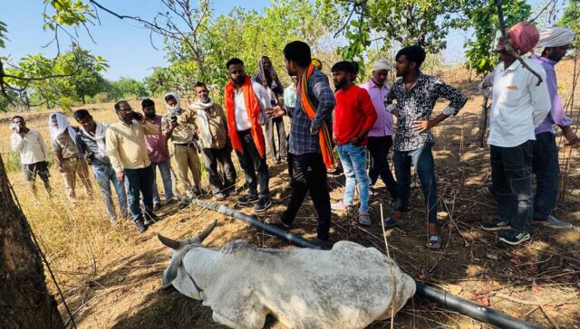 Betul Cow Explosion Case: बैतूल के शाहपुर क्षेत्र में दर्दनाक घटना, विस्फोटक खाने से 11 गोवंश घायल, 3 की मौत