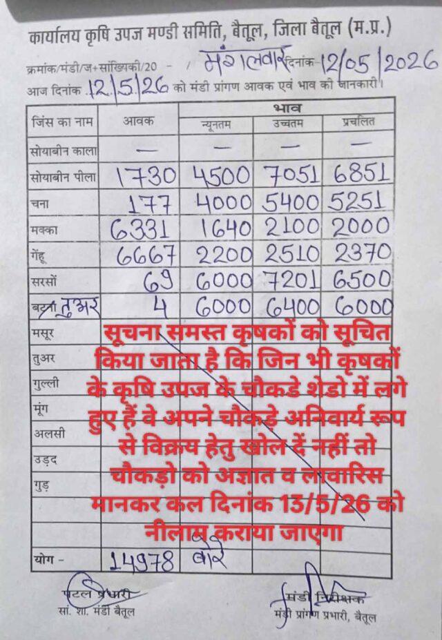 Betul Mandi Bhav: बैतूल मंडी में गेहूं और मक्का की बंपर आवक, सोयाबीन 7051 रुपये तक बिका
