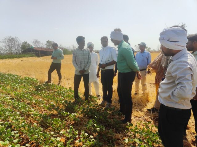 Wheat Procurement Betul: भैंसदेही खरीदी केंद्र में कलेक्टर की सख्ती: दोबारा तौल में गड़बड़ी पकड़ी, अधिकारियों को नोटिस