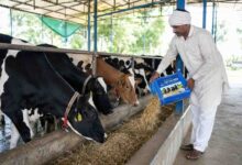 Dairy Sector Climate Change: कमजोर मानसून और हीट स्ट्रेस से डेयरी सेक्टर पर संकट, जानिए कैसे बढ़ेगा दूध उत्पादन