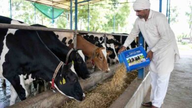 Dairy Sector Climate Change: कमजोर मानसून और हीट स्ट्रेस से डेयरी सेक्टर पर संकट, जानिए कैसे बढ़ेगा दूध उत्पादन