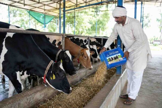 Dairy Sector Climate Change: कमजोर मानसून और हीट स्ट्रेस से डेयरी सेक्टर पर संकट, जानिए कैसे बढ़ेगा दूध उत्पादन