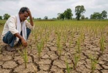 MP Monsoon Update: मध्यप्रदेश में सूखे जैसे हालात, मौसम वैज्ञानिक ने बताया कब लौट सकती है बारिश
