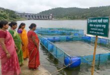 Betul Cage Culture Fish Farming: बैतूल में पहली बार होगी केज कल्चर से मछली पालन की शुरुआत, महिलाओं को मिलेगा नया रोजगार